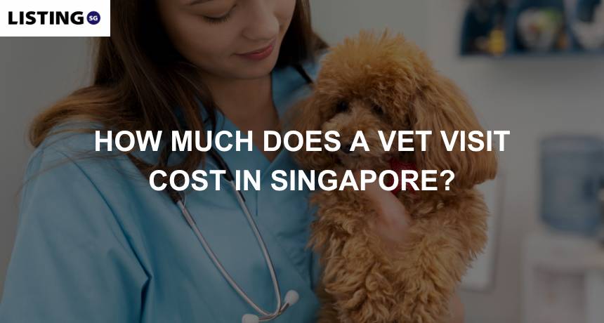 vet visit in singapore