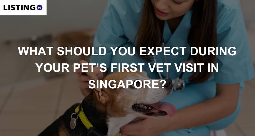 pet visiting vet in singapore