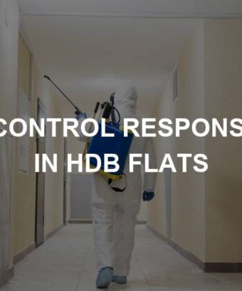 pest control responsibility hdb flats