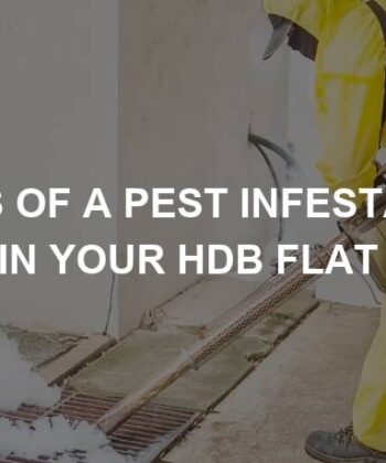 pest infestation signs in hdb flat